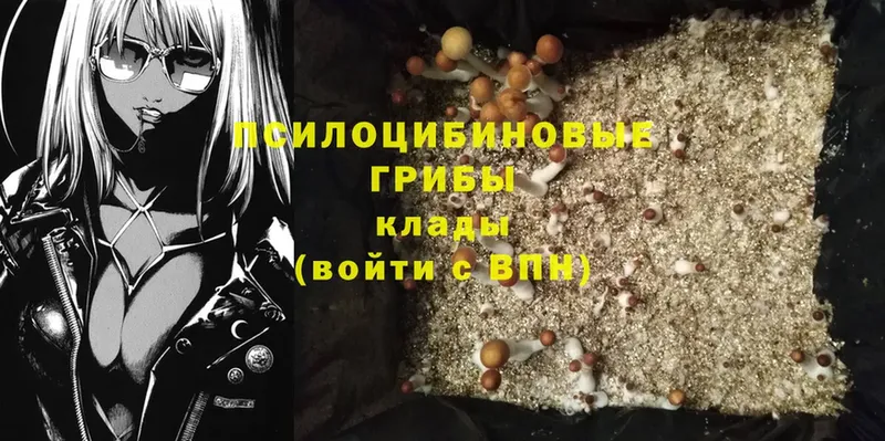 где можно купить   Лахденпохья  Псилоцибиновые грибы Psilocybe 