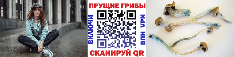 как найти закладки  Лахденпохья  kraken маркетплейс  Галлюциногенные грибы Psilocybine cubensis 